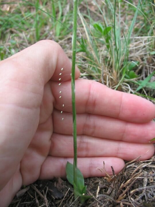 Spiranthes spiralis